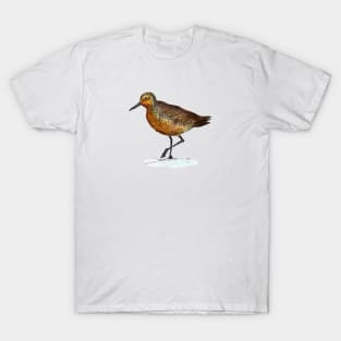 Hello Red Knot Bird! T-Shirt